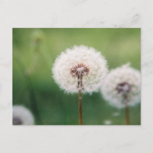 Make a Wish Postcard