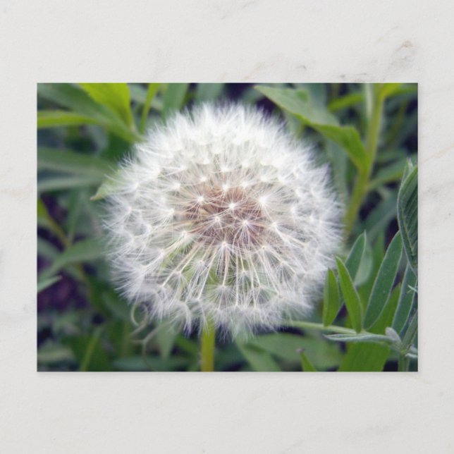 Make A Wish Postcard (Front)