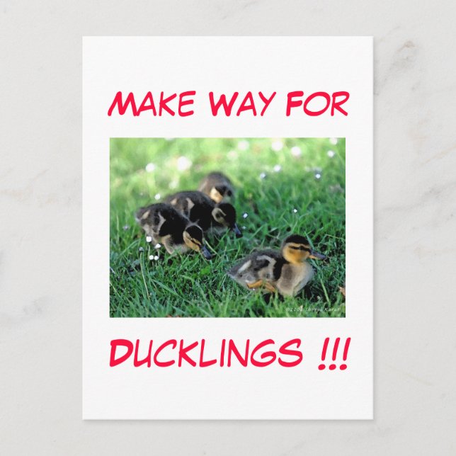 Make Way For Ducklings!!! Postcard (Front)