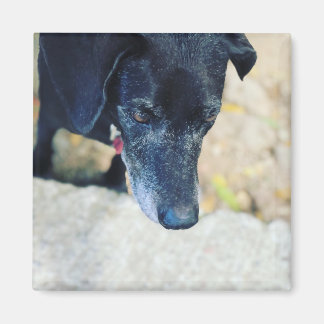 Make your own pet magnets