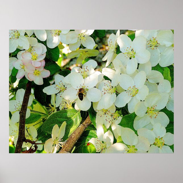 Making Honey Poster (Front)