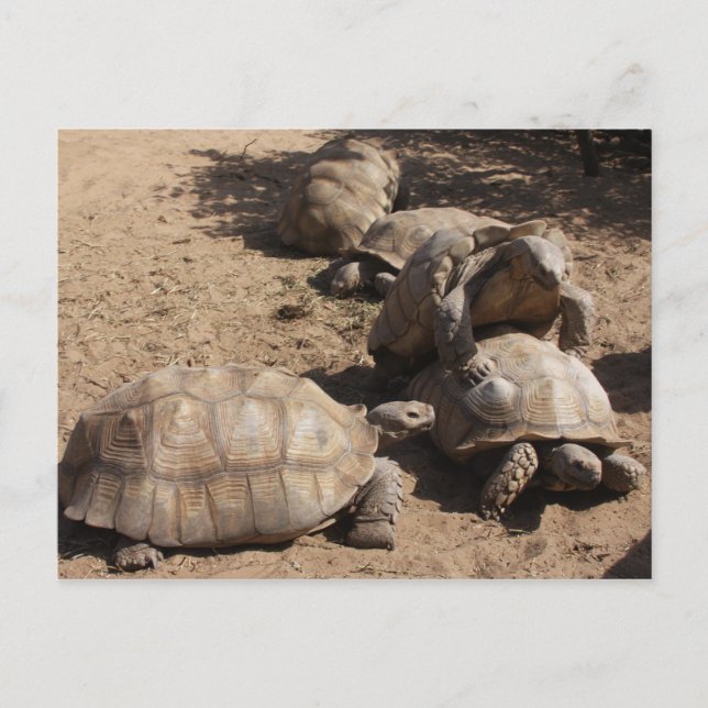 Making Love Postcard (Front)