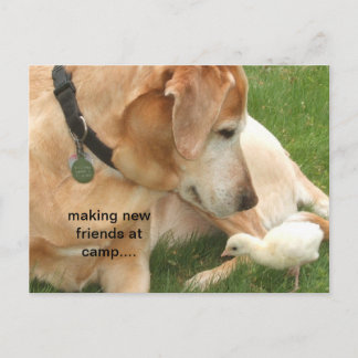 Making New Friends At Camp Postcard