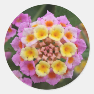 Makro: Pink and Yellow Lantana Flower Classic Round Sticker