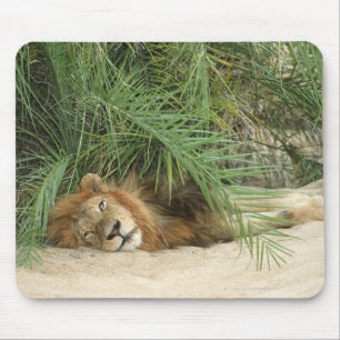 Mala Mala Reserve, Mpumalanga Province, South Mouse Pad