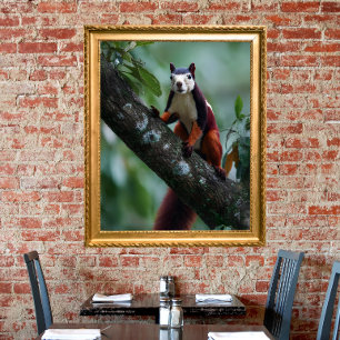 Malabar giant squirrel poster