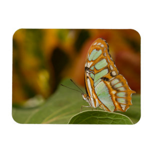 Malachite Butterfly on a leaf Magnet
