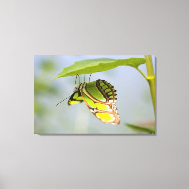Malachite butterfly on leaf canvas print (Front)