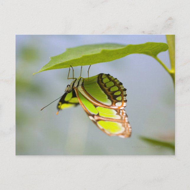 Malachite butterfly on leaf postcard (Front)
