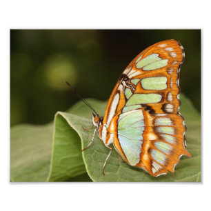Malachite butterfly perched on a leaf photo print