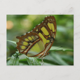Malachite Butterfly Postcard