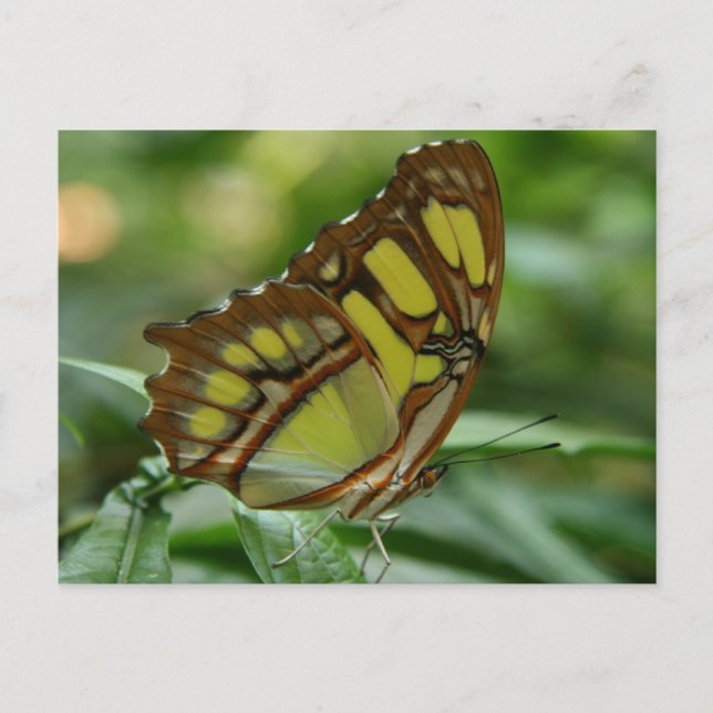 Malachite Butterfly Postcard (Front)