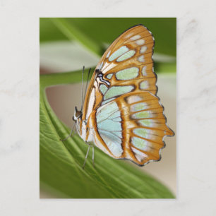 Malachite Butterfly Postcard