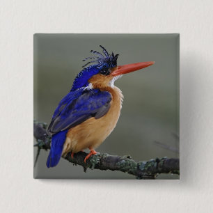 Malachite Kingfisher, Alcedo cristata, Lake 15 Cm Square Badge