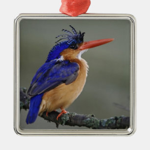 Malachite Kingfisher, Alcedo cristata, Lake Metal Tree Decoration