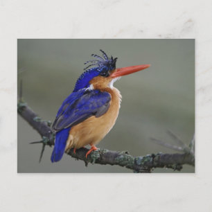 Malachite Kingfisher, Alcedo cristata, Lake Postcard