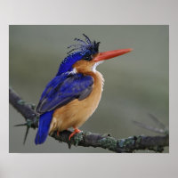 Malachite Kingfisher, Alcedo cristata, Lake