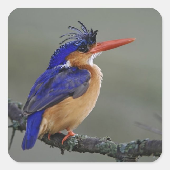 Malachite Kingfisher, Alcedo cristata, Lake Square Sticker (Front)
