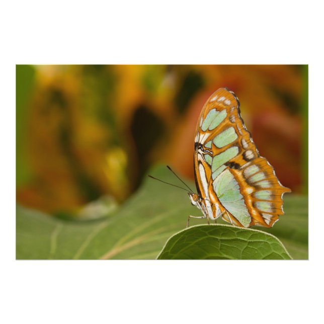 Malachite on a leaf photo print (Front)