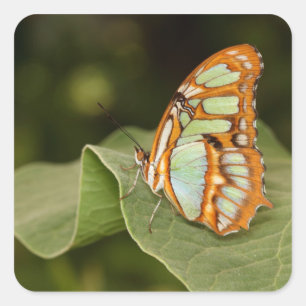 Malachite perched on a leaf square sticker