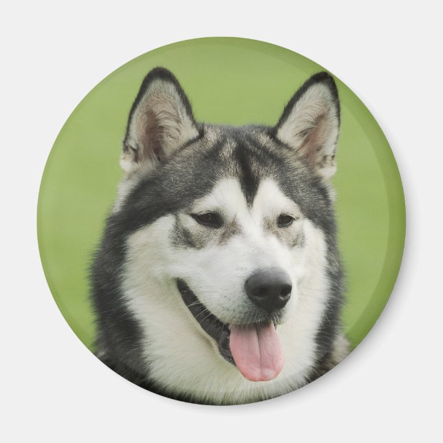 Malamute Magnet (Front)