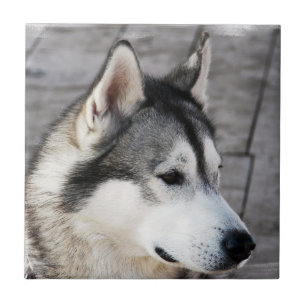 Malamute Photo Tile