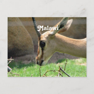Malawi Gazelle Postcard