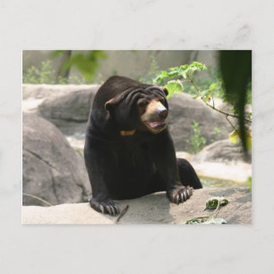 Malaya sun bear postcard