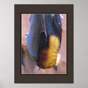 Malayan Flying Fox Bat Poster