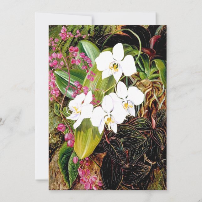 Malayan Moth Orchid and an American Climber Card (Front)