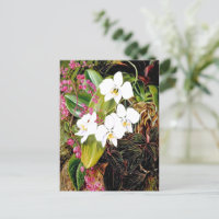 Malayan Moth Orchid and an American Climber
