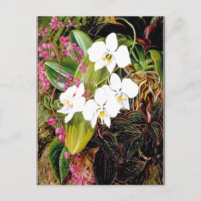 Malayan Moth Orchid and an American Climber Postcard (Front)