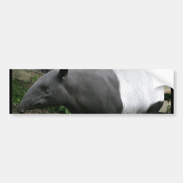 Malayan Tapir Bumper Sticker (Front)