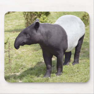 Malayan tapir on grass mouse pad