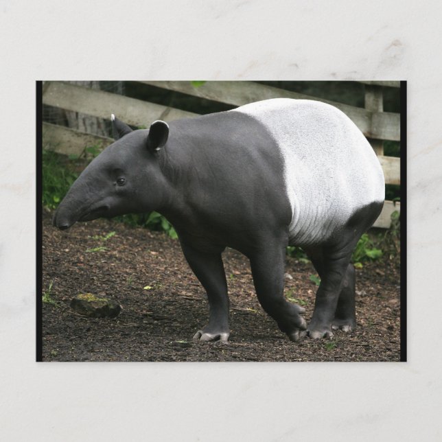 Malayan Tapir Postcard (Front)