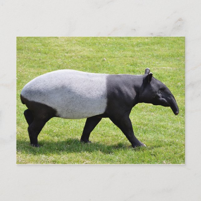 Malayan tapir walking on grass postcard (Front)