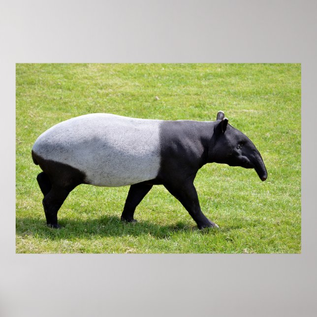 Malayan tapir walking on grass poster (Front)