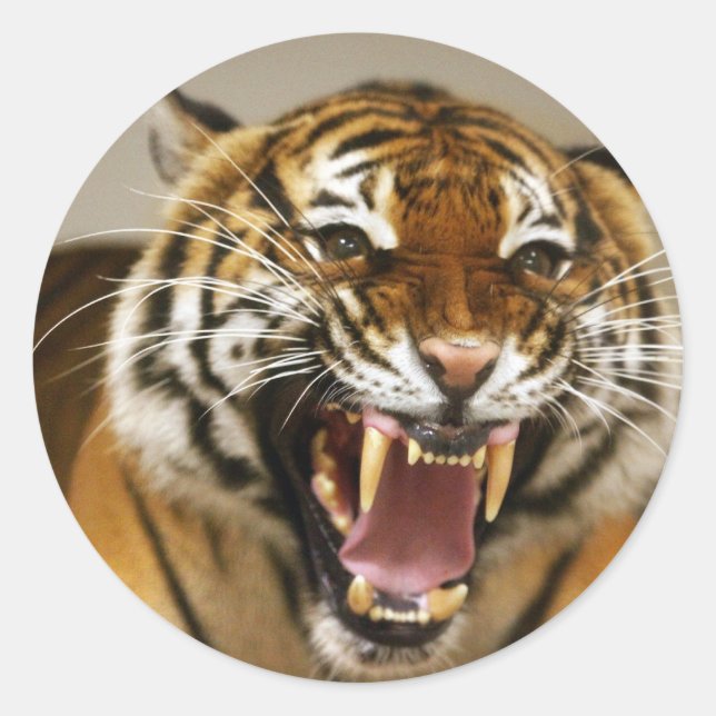 Malayan Tiger #2 sticker (Front)