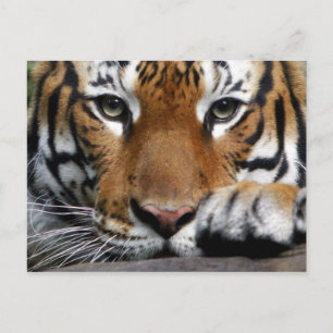 Malayan Tiger #3 postcard