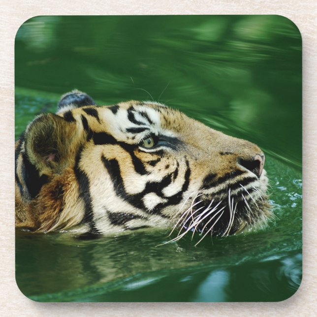 Malayan Tiger Swimming Headshot Coaster (Front)