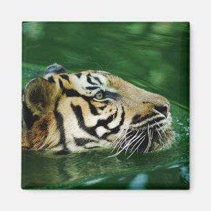 Malayan Tiger Swimming Headshot Magnet
