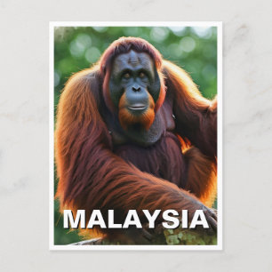 Malaysia Orangutan Postcard