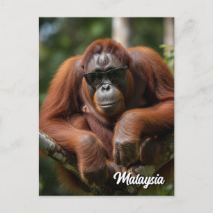 Malaysia Orangutan with sunglasses Postcard