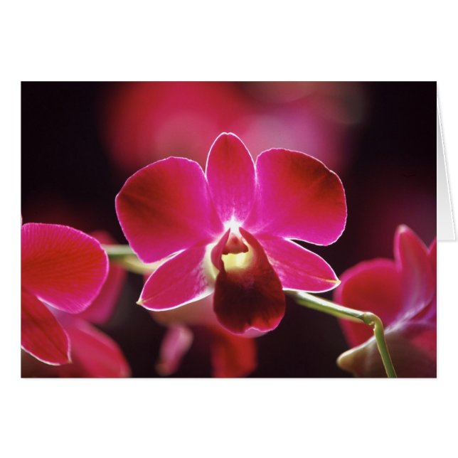 Malaysia, Orchid (Front Horizontal)