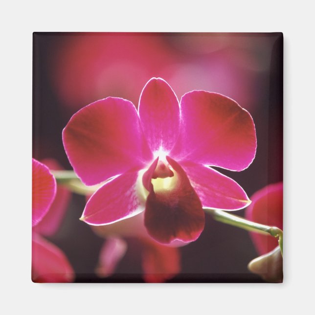 Malaysia, Orchid Magnet (Front)