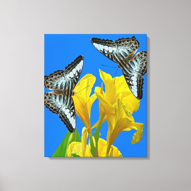 Malaysian blue clipper butterflies Canvas Print (Front)