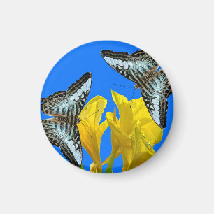 Malaysian blue clipper butterflies on Canna King Magnet