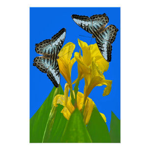 Malaysian blue clipper butterflies on Canna King  Poster