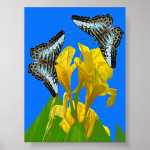 Malaysian blue clipper butterflies on Canna Poster