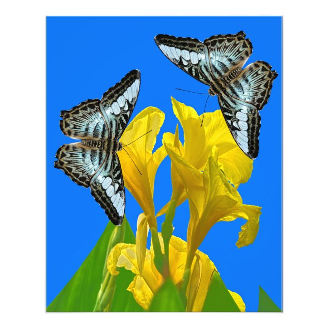 Malaysian blue clipper butterflies Posters (Front)
